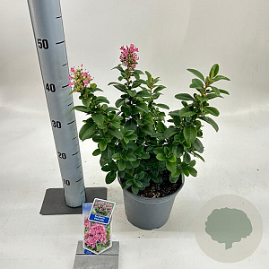 Escallonia laevis Pink Elle 30-40 cm 3,0L
