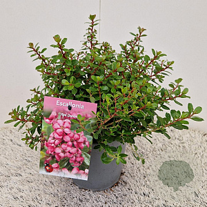 Escallonia 'Red Dream' 25-30 cm 2,5L