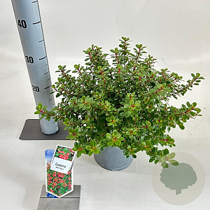Escallonia 'Red Dream' 30-40 cm 3,0L