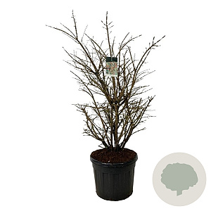 Euonymus alatus 125-150 cm cont. 90L extra