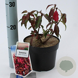 Euonymus alat. 'Compactus' 25-30 cm 2,0L