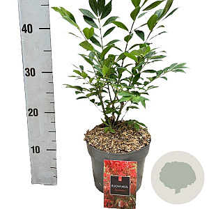 Euonymus alat. 'Compactus' 25-30 cm 2,0L