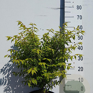 Euonymus alat. 'Compactus' 40-60 cm 10L