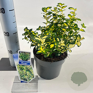Euonymus fort. Blondy 20-25 cm 2,0L