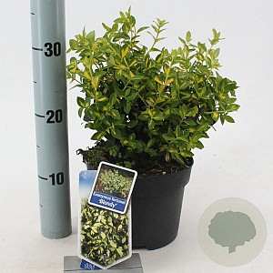 Euonymus fort. Blondy 20-25 cm 2,0L