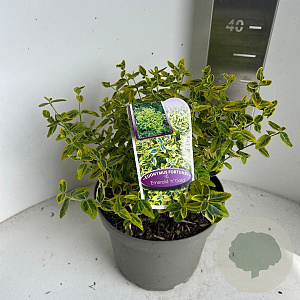 Euonymus fort. 'Emerald 'n' Gold' 30-35 cm 5,0L