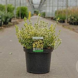 Euonymus fort. 'Emerald 'n' Gold' 40-50 cm 10L