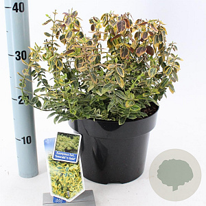 Euonymus fort. 'Emerald 'n' Gold' 40-50 cm 10L