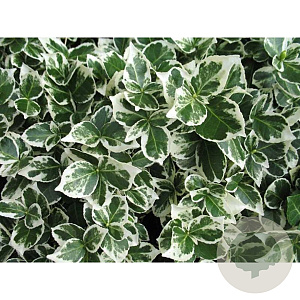 Euonymus fort. 'Emerald Beauty' 12-15 cm P9