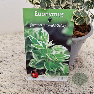 Euonymus fort. 'Emerald Gaiety' 10-15 cm C1.5