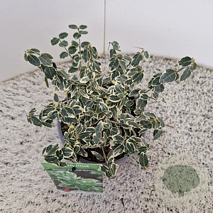 Euonymus fort. 'Emerald Gaiety' 10-15 cm C1.5