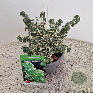 Euonymus fort. 'Emerald Gaiety' 10-15 cm C1.5