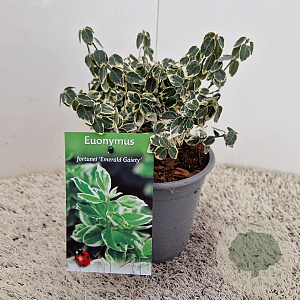Euonymus fort. 'Emerald Gaiety' 10-15 cm C1.5
