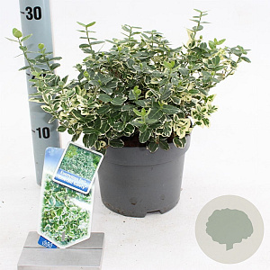 Euonymus fort. 'Emerald Gaiety' 20-25 cm 2,0L