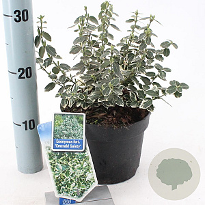 Euonymus fort. 'Emerald Gaiety' 20-25 cm 2,0L