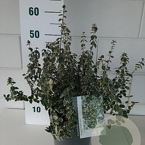 Euonymus fort. 'Emerald Gaiety' 30-40 cm 5,0L