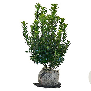 Ilex meserv. 'Heckenpracht' 60-80 cm met kluit