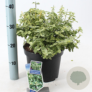 Euonymus fort. Golden Harlequin 40-50 cm 5,0L