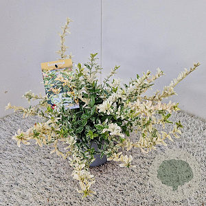 Euonymus fort. 'Harlequin' 30-35 cm 2,5L