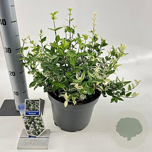 Euonymus fort. 'Harlequin' 30-40 cm 5,0L