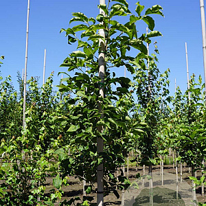 Euonymus hamiltonianus 6-8 HO draadkluit