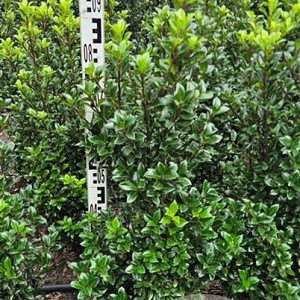 Ilex meserv. 'Heckenstar' 80-100 cm met kluit