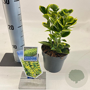 Euonymus jap. 'Aureomarginatus' 20-25 cm P13