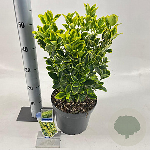 Euonymus jap. 'Aureomarginatus' 35-40 cm 5,0L