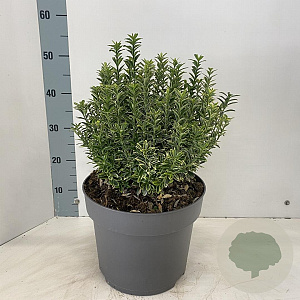 Euonymus jap. 'Aureomarginatus' 40-45 cm 10L