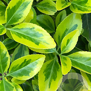 Euonymus jap. 'Aureus' 15-20 cm C1