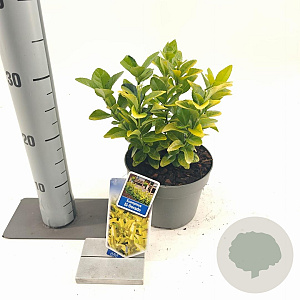 Euonymus jap. El Dorado 20-25 cm 2,0L