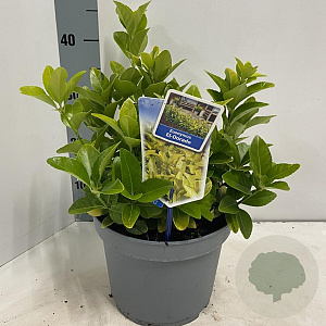 Euonymus jap. El Dorado 35-40 cm 5,0L