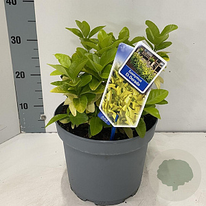 Euonymus jap. El Dorado 35-40 cm 5,0L