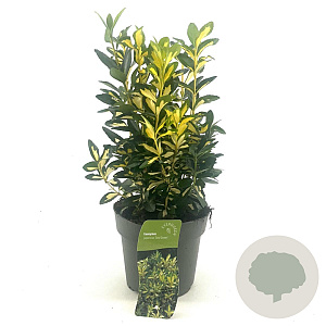 Euonymus jap. 'Gold Queen' 20-25 cm 2,0L