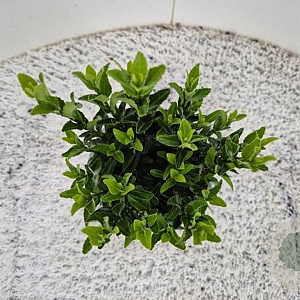 Euonymus jap. 'Green Spire' 35-40 cm 2,5L