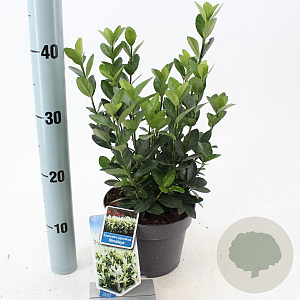 Euonymus jap. Himalaya 20-25 cm 2,0L