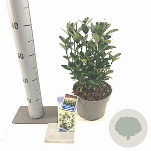 Euonymus jap. Himalaya 20-25 cm 2,0L