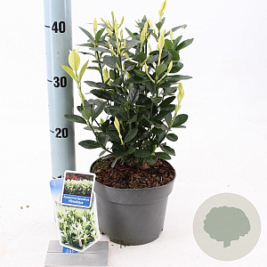 Euonymus jap. Himalaya 20-25 cm 2,0L