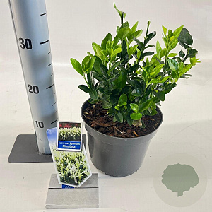 Euonymus jap. Himalaya 25-30 cm 3,0L