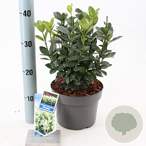 Euonymus jap. Himalaya 25-30 cm 3,0L