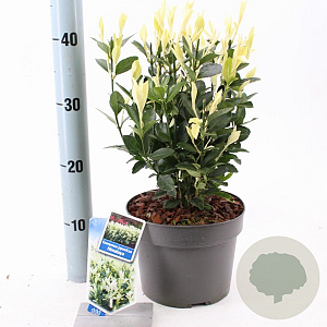 Euonymus jap. Himalaya 25-30 cm 3,0L