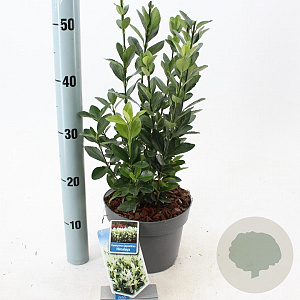 Euonymus jap. Himalaya 25-30 cm 3,0L