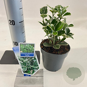 Euonymus jap. 'Kathy' 15-20 cm P13