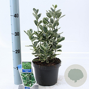 Euonymus jap. 'Kathy' 20-25 cm 2,0L