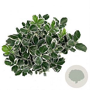 Euonymus jap. 'Kathy' 30-40 cm 5,0L