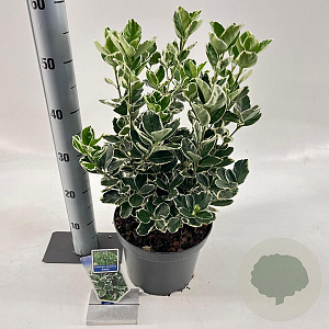 Euonymus jap. 'Kathy' 35-40 cm 5,0L