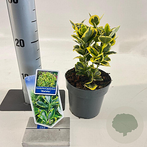 Euonymus jap. Marieke 15-20 cm P13