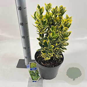 Euonymus jap. Marieke 35-40 cm 5,0L