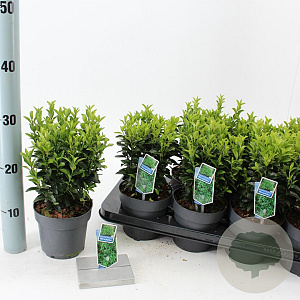 Euonymus jap. 'Microphyllus' 15-20 cm P13