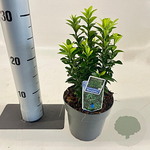 Euonymus jap. 'Microphyllus' 15-20 cm P13